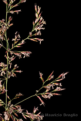 Immagine 5 di 9 - Calamagrostis villosa (Chaix) J.F. Gmel.