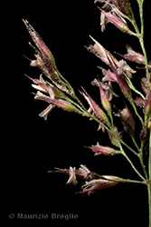 Immagine 6 di 9 - Calamagrostis villosa (Chaix) J.F. Gmel.