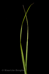 Immagine 7 di 9 - Calamagrostis villosa (Chaix) J.F. Gmel.