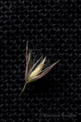 Immagine 9 di 9 - Calamagrostis villosa (Chaix) J.F. Gmel.