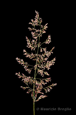 Calamagrostis villosa (Chaix) J.F. Gmel.