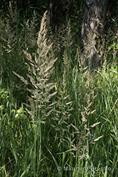 Immagine 2 di 11 - Calamagrostis epigejos (L.) Roth