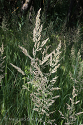 Immagine 3 di 11 - Calamagrostis epigejos (L.) Roth
