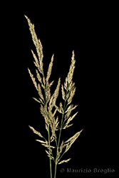 Immagine 4 di 11 - Calamagrostis epigejos (L.) Roth