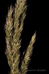 Immagine 5 di 11 - Calamagrostis epigejos (L.) Roth