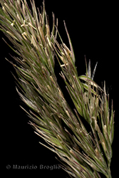 Immagine 6 di 11 - Calamagrostis epigejos (L.) Roth