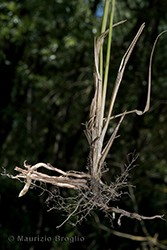 Immagine 7 di 11 - Calamagrostis epigejos (L.) Roth