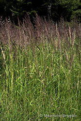 Immagine 8 di 11 - Calamagrostis epigejos (L.) Roth