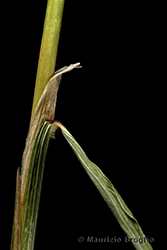 Immagine 9 di 11 - Calamagrostis epigejos (L.) Roth