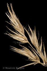 Immagine 10 di 11 - Calamagrostis epigejos (L.) Roth