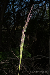 Immagine 4 di 11 - Calamagrostis pseudophragmites (Haller f.) Koeler
