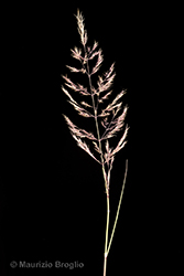 Immagine 5 di 11 - Calamagrostis pseudophragmites (Haller f.) Koeler