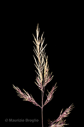 Immagine 6 di 11 - Calamagrostis pseudophragmites (Haller f.) Koeler