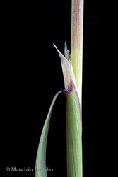 Immagine 9 di 11 - Calamagrostis pseudophragmites (Haller f.) Koeler
