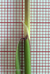 Immagine 10 di 11 - Calamagrostis pseudophragmites (Haller f.) Koeler