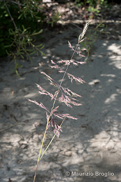 Calamagrostis pseudophragmites (Haller f.) Koeler