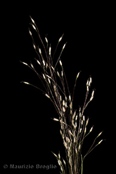 Immagine 2 di 4 - Aira elegans Willd.