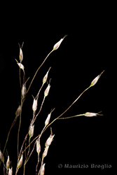 Immagine 3 di 4 - Aira elegans Willd.