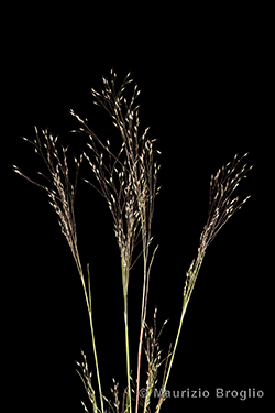 Aira elegans Willd.