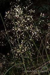 Immagine 2 di 6 - Avenella flexuosa (L.) Drejer