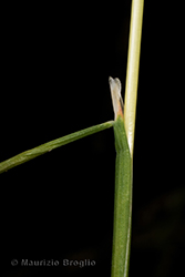Immagine 6 di 6 - Avenella flexuosa (L.) Drejer