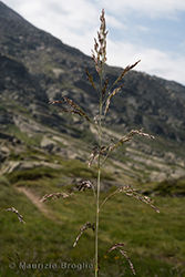 Immagine 2 di 7 - Deschampsia cespitosa (L.) P. Beauv.