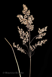 Immagine 5 di 7 - Deschampsia cespitosa (L.) P. Beauv.
