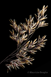 Immagine 6 di 7 - Deschampsia cespitosa (L.) P. Beauv.