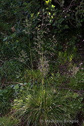 Immagine 7 di 7 - Deschampsia cespitosa (L.) P. Beauv.