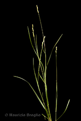 Immagine 1 di 7 - Danthonia decumbens (L.) DC.