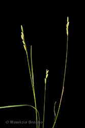 Immagine 2 di 7 - Danthonia decumbens (L.) DC.