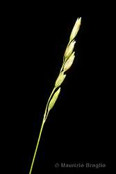 Immagine 3 di 7 - Danthonia decumbens (L.) DC.