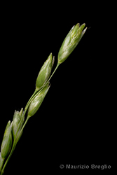 Immagine 4 di 7 - Danthonia decumbens (L.) DC.