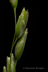 Immagine 5 di 7 - Danthonia decumbens (L.) DC.