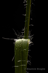 Immagine 7 di 7 - Danthonia decumbens (L.) DC.