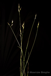Immagine 1 di 5 - Danthonia alpina Vest