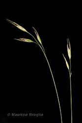 Immagine 2 di 5 - Danthonia alpina Vest
