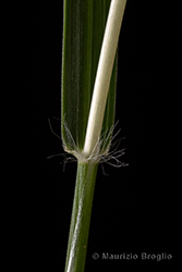 Immagine 5 di 5 - Danthonia alpina Vest