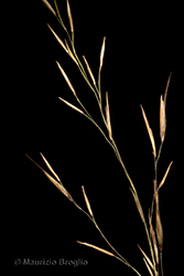 Immagine 8 di 8 - Phragmites australis (Cav.) Trin. ex Steud.