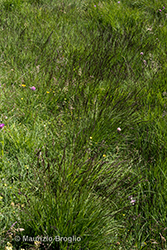 Immagine 1 di 10 - Molinia caerulea (L.) Moench