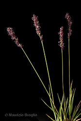 Immagine 4 di 10 - Molinia caerulea (L.) Moench