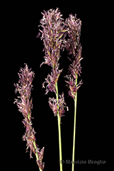 Immagine 5 di 10 - Molinia caerulea (L.) Moench