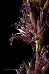 Immagine 6 di 10 - Molinia caerulea (L.) Moench