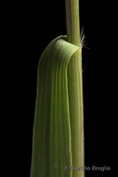Immagine 7 di 10 - Molinia caerulea (L.) Moench