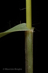 Immagine 8 di 10 - Molinia caerulea (L.) Moench