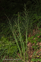 Immagine 1 di 6 - Molinia arundinacea Schrank