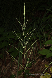 Immagine 2 di 6 - Molinia arundinacea Schrank