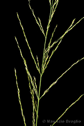 Immagine 4 di 6 - Molinia arundinacea Schrank