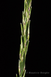 Immagine 5 di 6 - Molinia arundinacea Schrank