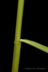 Immagine 6 di 6 - Molinia arundinacea Schrank